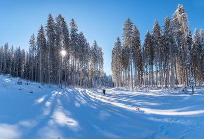 两个人走在被雪覆盖的森林小道上